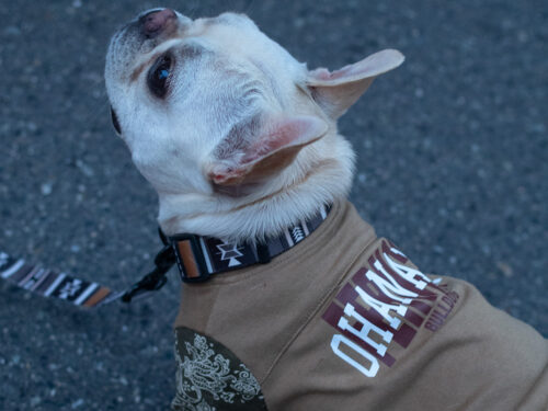 BANDANA sleeve TEE【CML×KHK】 - 画像 (5)