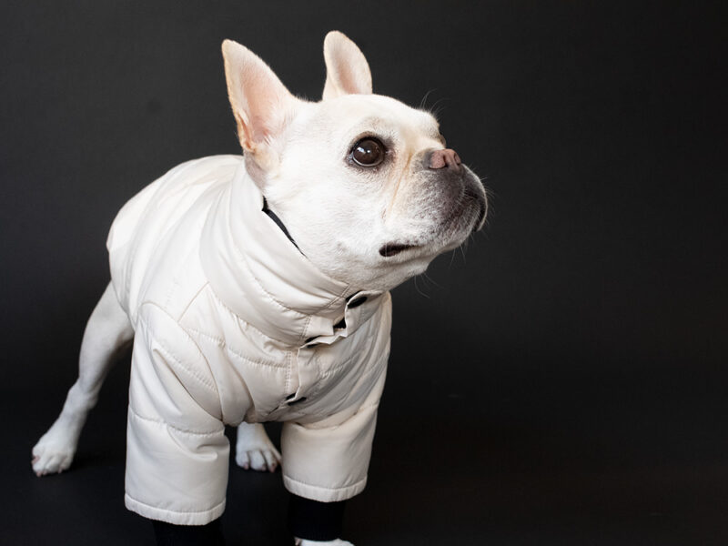 スタンドカラーPOPコート【ECRU】