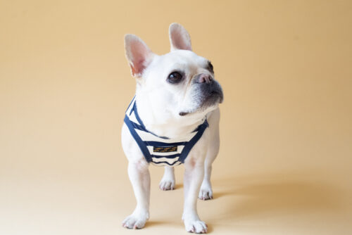 【LittleA】BORDER Tanktop【Navy*Ow】 - 画像 (14)