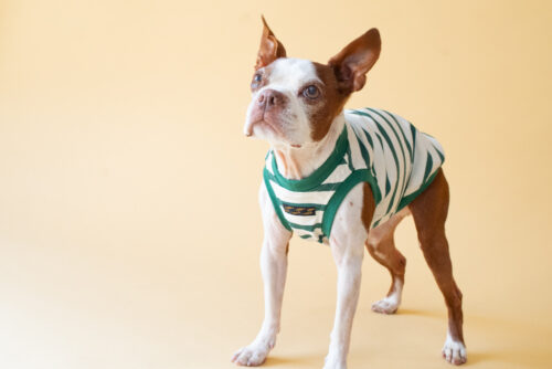 【LittleA】BORDER Tanktop【Green*Ow】 - 画像 (6)