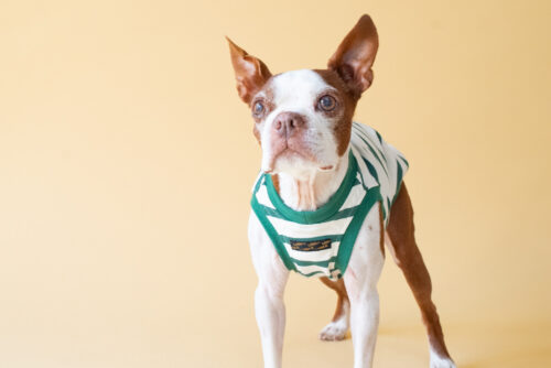 【LittleA】BORDER Tanktop【Green*Ow】 - 画像 (5)