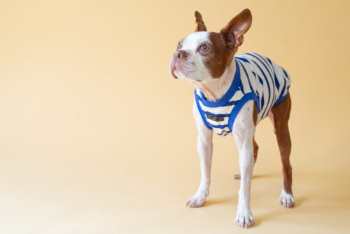 【LittleA】BORDER Tanktop【Blue*Ow】 - 画像 (2)