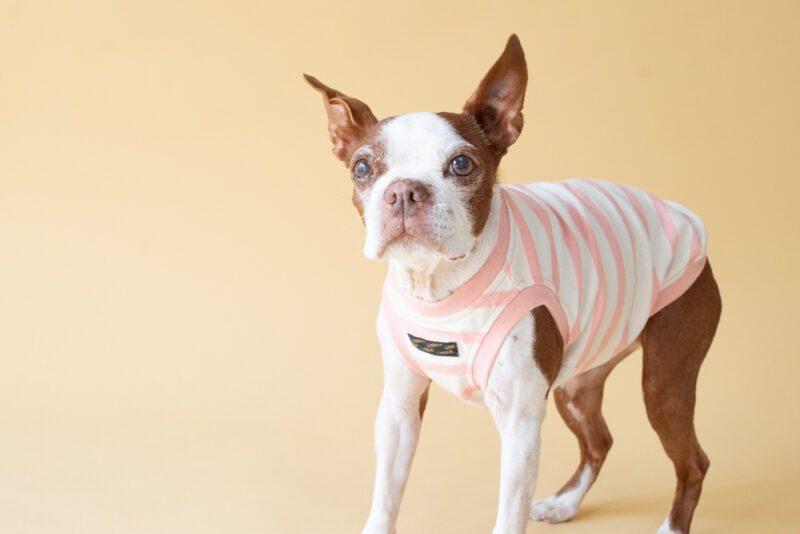 【LittleA】BORDER Tanktop【Pink*Ow】 - 画像 (3)