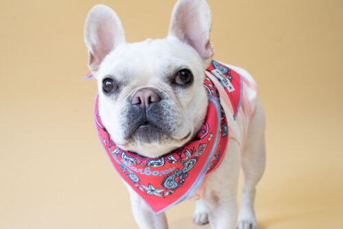 BANDANA SNOOD【RED】 - 画像 (6)