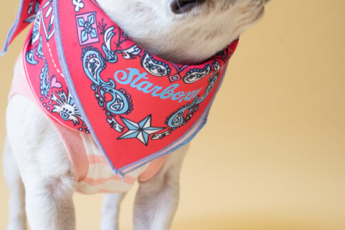 BANDANA SNOOD【RED】 - 画像 (7)
