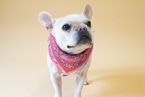BANDANA SNOOD【RED】 - 画像 (5)