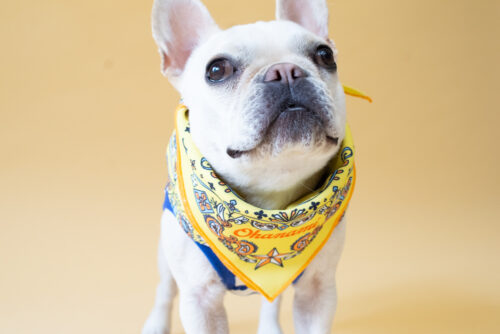 BANDANA SNOOD【YEW】 - 画像 (8)