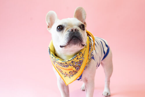 BANDANA SNOOD【YEW】 - 画像 (4)