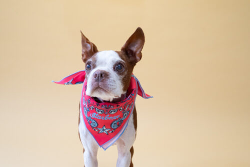 BANDANA SNOOD【RED】 - 画像 (3)