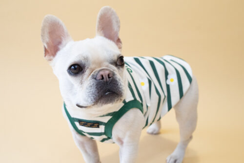 【LittleA】BORDER Tanktop【Green*Ow】 - 画像 (3)