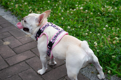 transform harness VEST【Frame】 - 画像 (11)