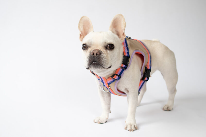 transform harness VEST【Gummy】 - 画像 (6)