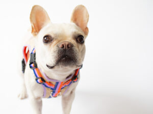 transform harness VEST【Gummy】