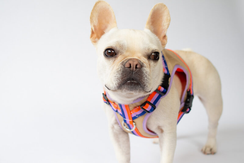 transform harness VEST【Gummy】 - 画像 (4)