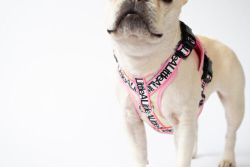 transform harness VEST【Frame】 - 画像 (8)