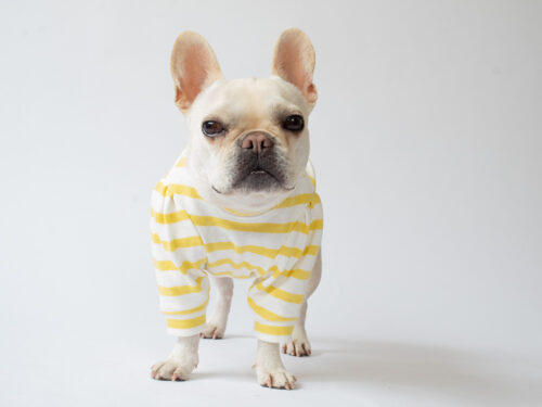 ショルダータックボーダーTEE【LEMON】 - 画像 (2)