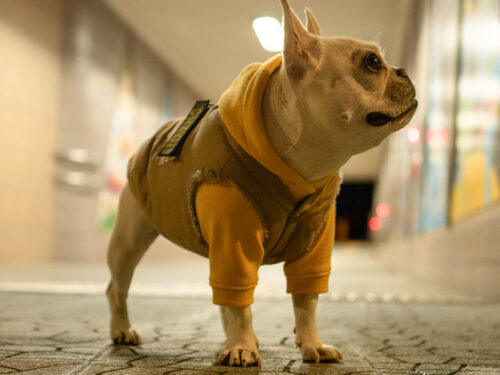 FIELD SUPPLY VEST【SAND】 - 画像 (11)