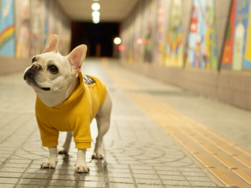 Custom BAND Parka - 画像 (17)