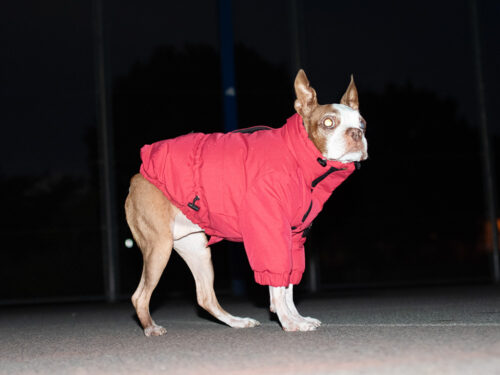 CRUSH COAT【RED】 - 画像 (3)