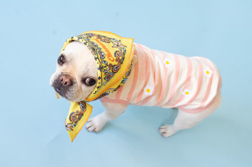 BANDANA SNOOD【YEW】 - 画像 (2)