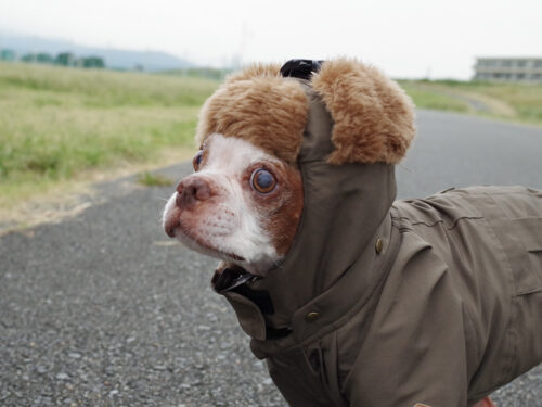 Flight Cap COAT【OLIVE】 - 画像 (2)