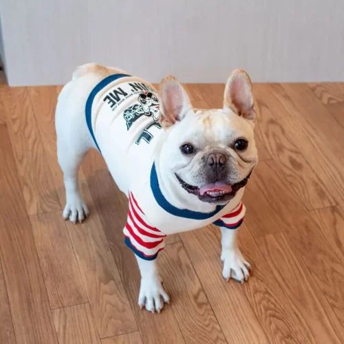 BULLボーダーTEE - 画像 (2)